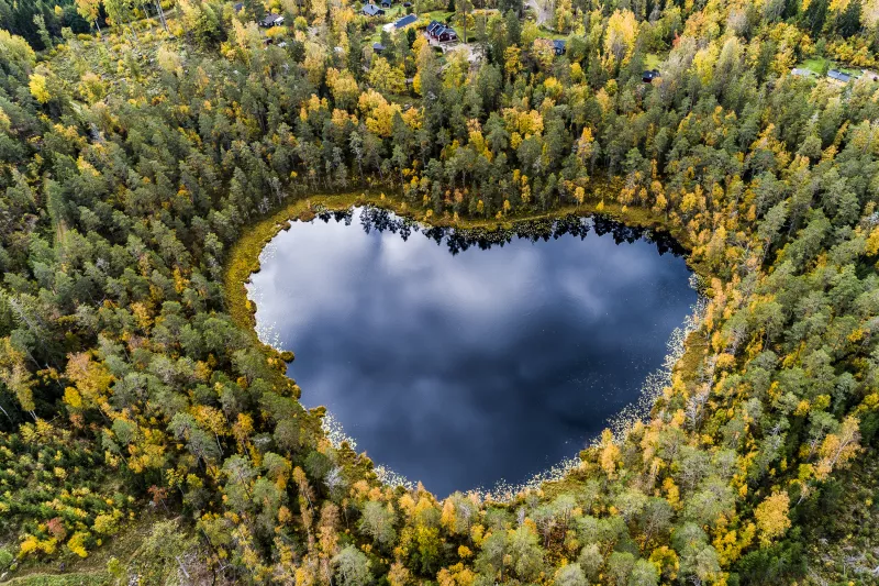 Lake heart forest