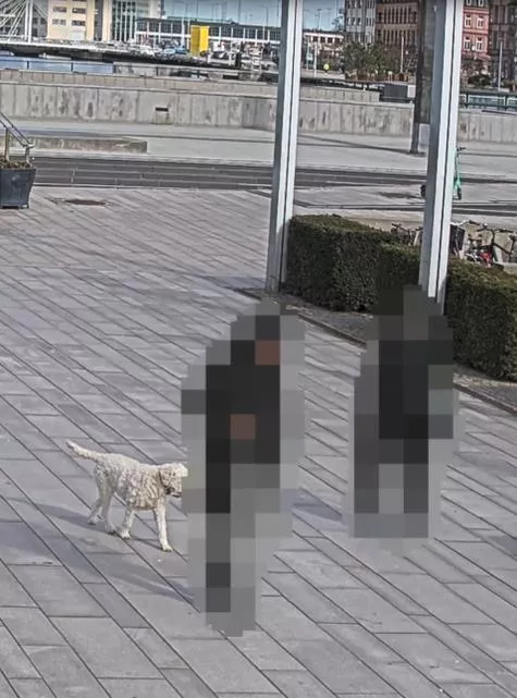 AXIS Live Privacy Shield people who are blurred